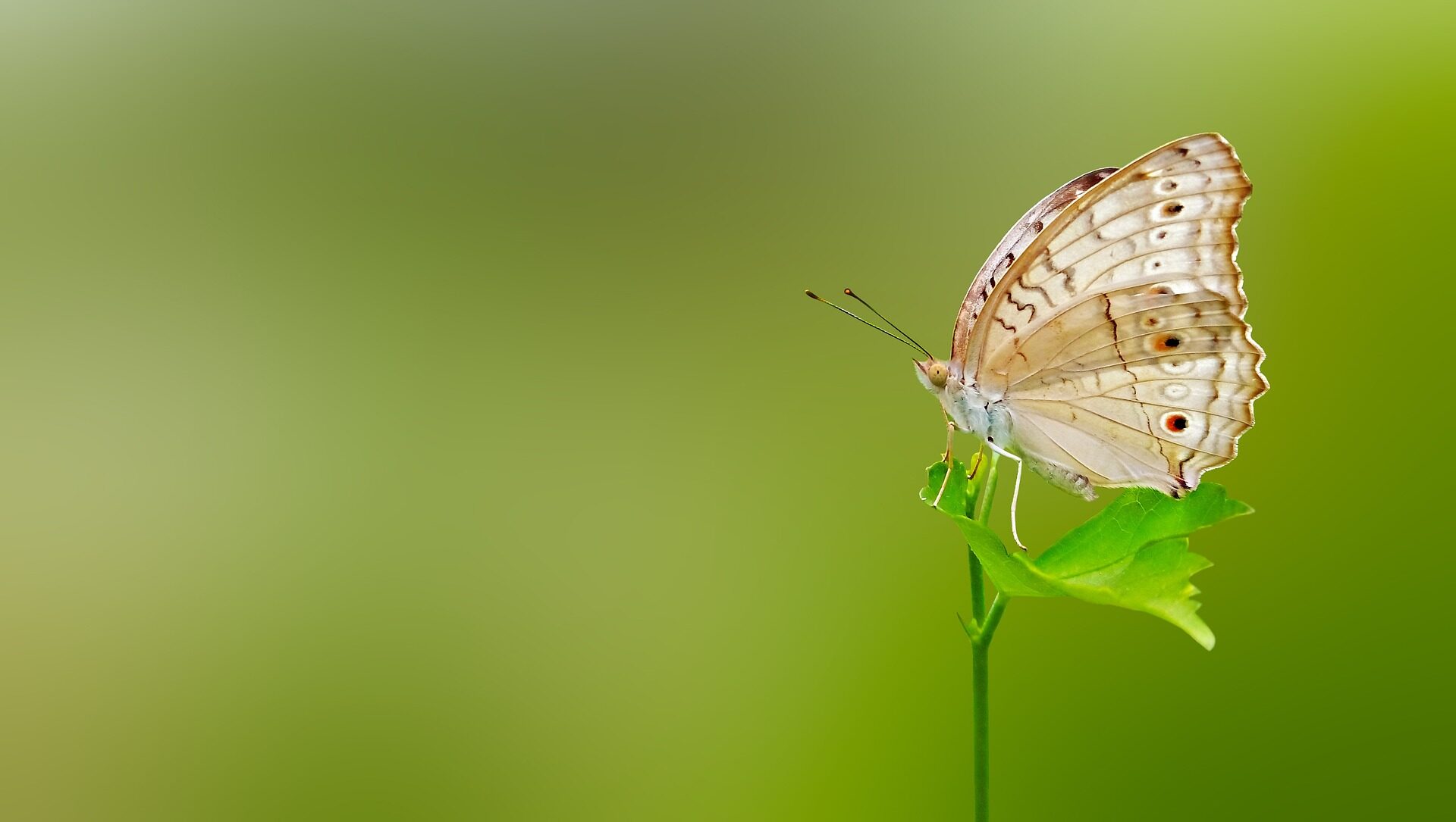 dandelion-1737324_1920 Wat kun je verwachten bij Holistic Finder helder, betrouwbaar & volledig